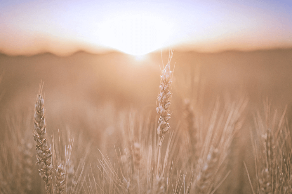 field of wheat
